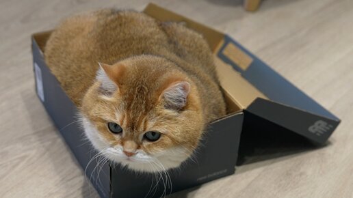 Коробка для кота