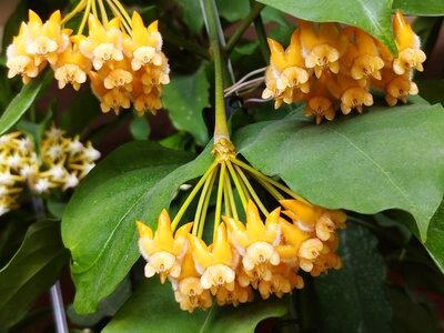 Хойя Лазианта, фото Елена Ризаева