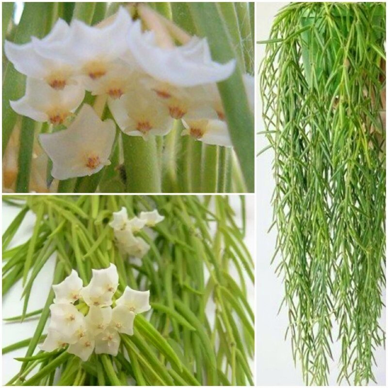 Хойя Линеарис,  фото интернет 