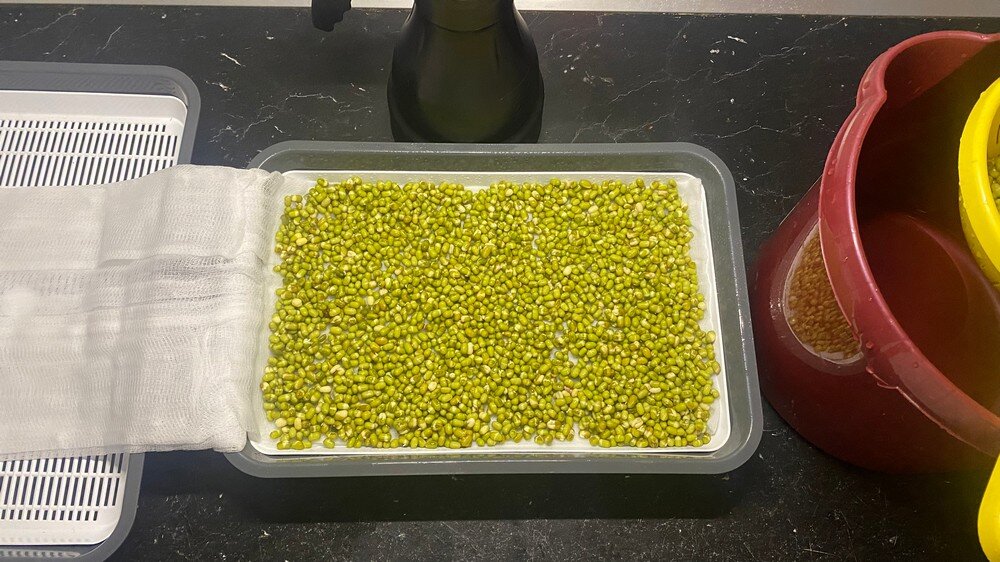 Как можно более ровно распределяйте зёрна маша на слое марли. Фото автора