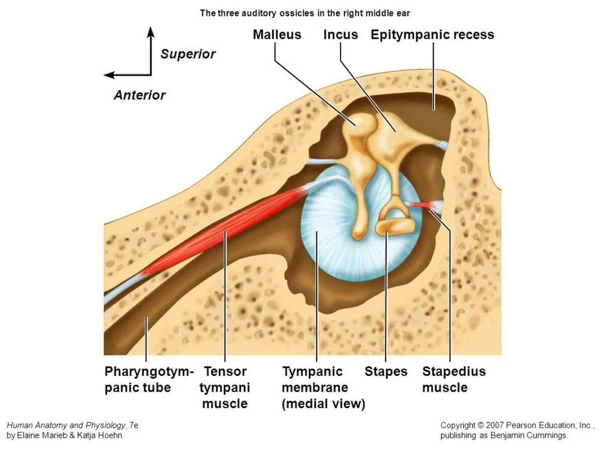 На изображении видна мышца, напрягающая барабанную перепонку. Она приводит в движении молоточек, прикреплённый к наковальне, заставляя её толкать стремечко.