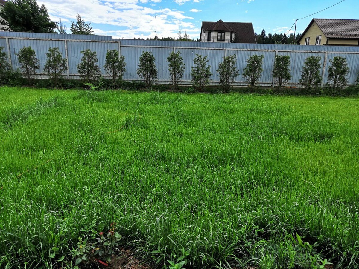 После лечения и кормешки уже стали выглядеть лучше. 2021 год  