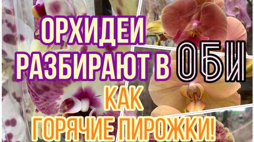 ОРХИДЕИ разбирают в ОБИ как горячие пирожки! (апрель 2024)