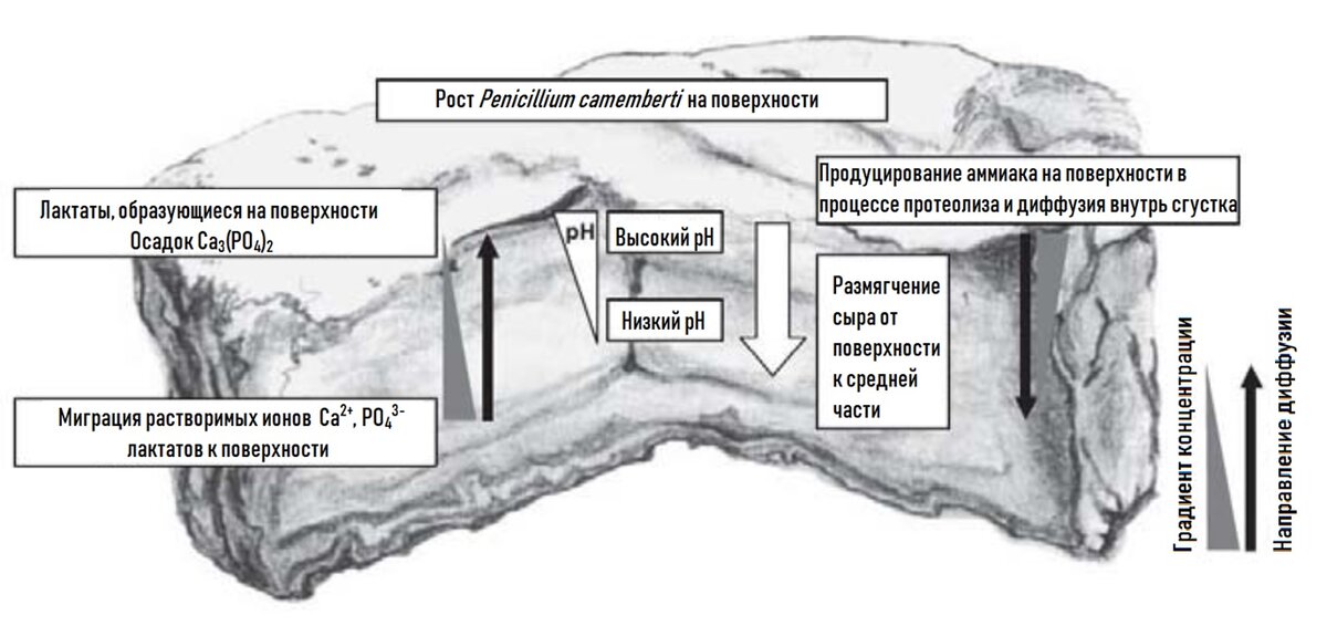 Рисунок 1. Миграция метаболитов в процессе созревания «Камамбера» [3]
