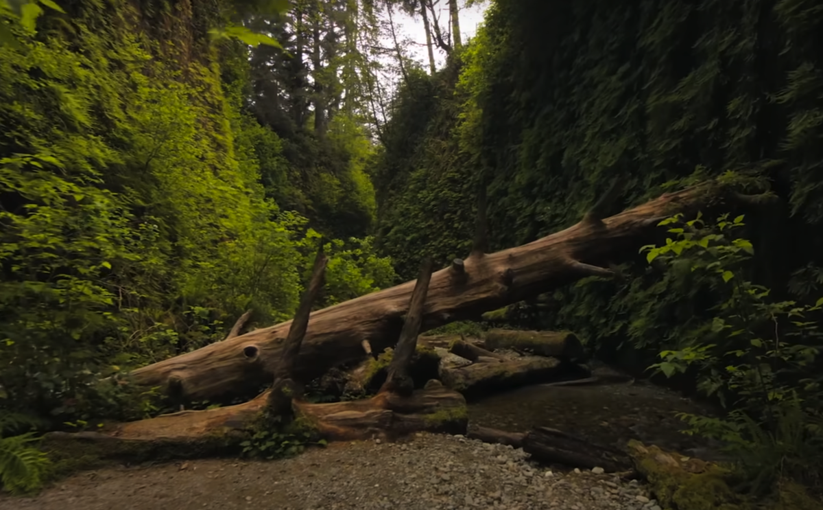 Фото: скрин видео "Архив Х" / YouTube.