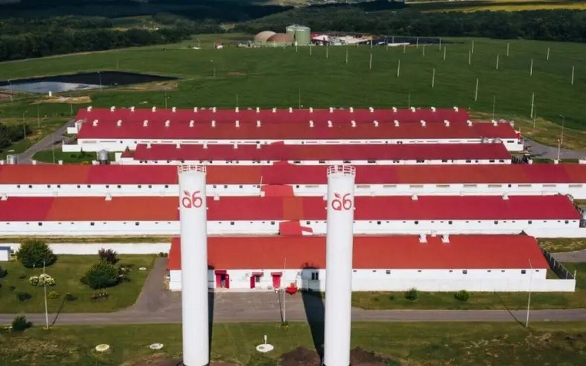    Свинокомплекс «Агро-Белогорья» атакован в Белгородской области Фото из архива редакции