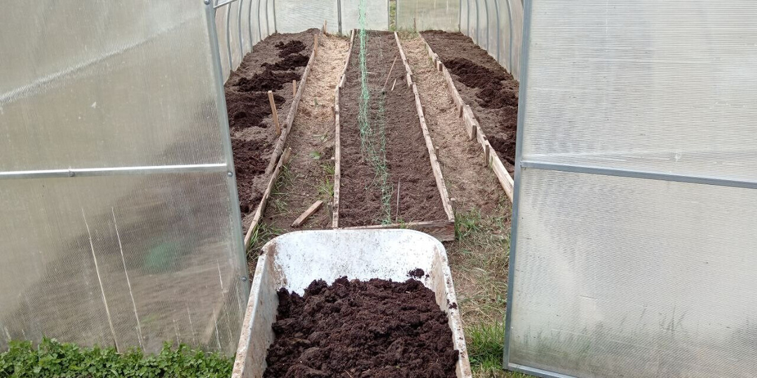 Что вношу на грядки в теплицу для посадки томатов. Земля плодородная, а томаты не болеют вершинной гнилью