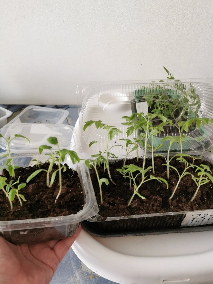 Что делать с вытянутой рассадой томатов ogorod_marle