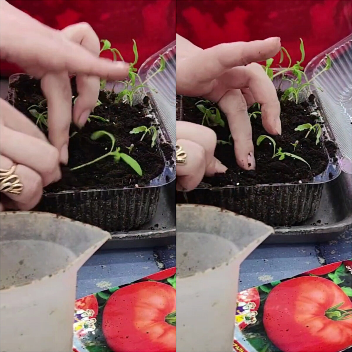 Что делать с вытянутой рассадой ogorod_marle