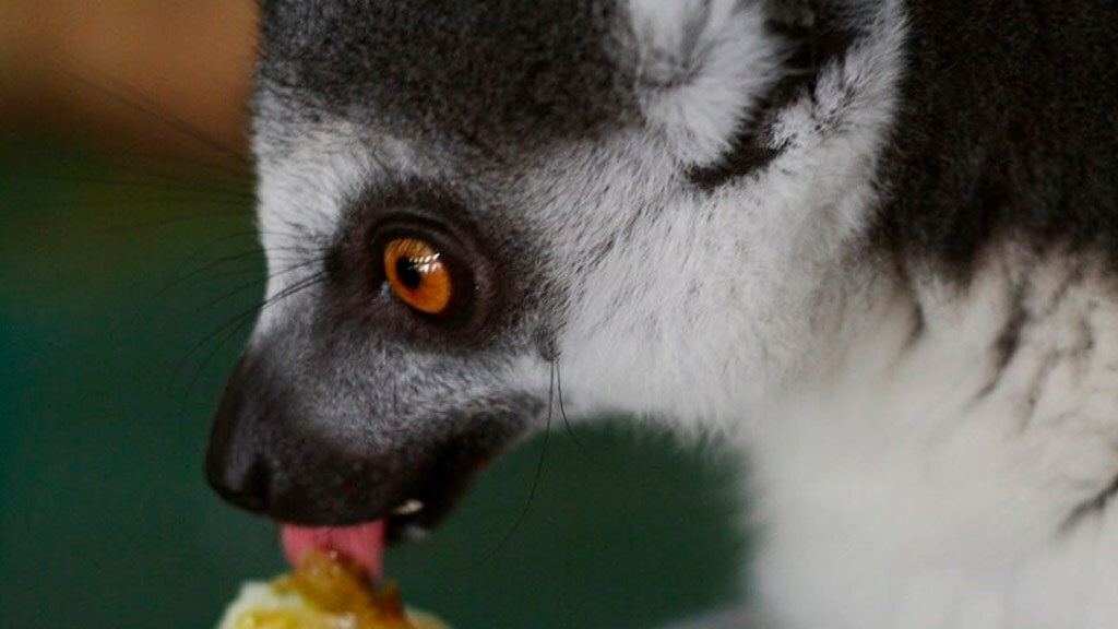    Фото: Екатеринбургский зоопарк