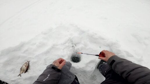 В активном поиске. Рыбалка на сига.