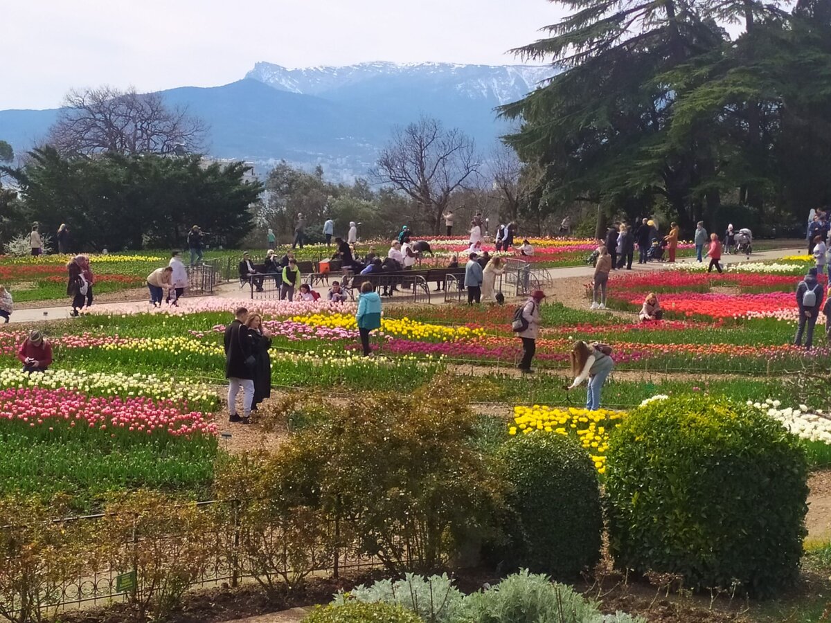 Парад тюльпанов проходит в Никитском ботаническом саду уже в 17 раз.