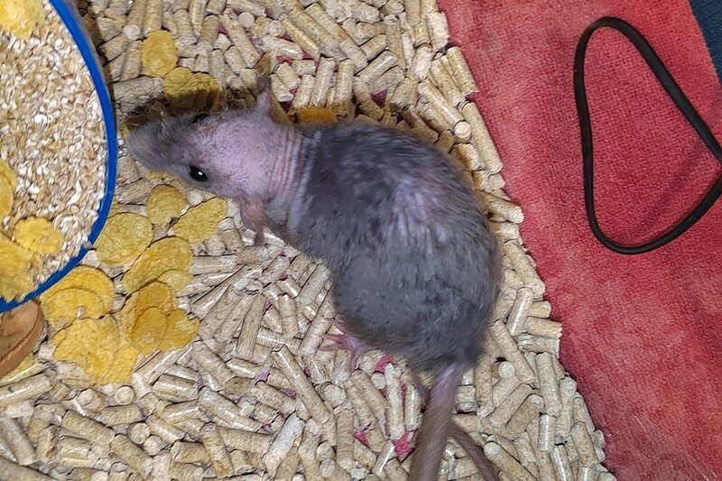    Клетку с грызунами обнаружили рядом с мусорными баками у дома № 25 по улице Олимпийской.