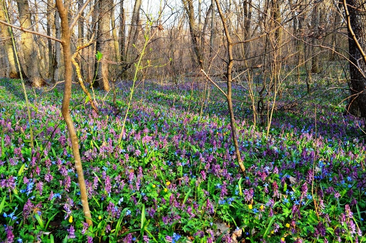 Весна в Воронеже