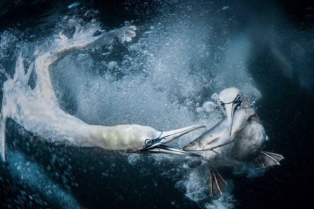    Tracey Lund, worldnaturephotographyawards.com
