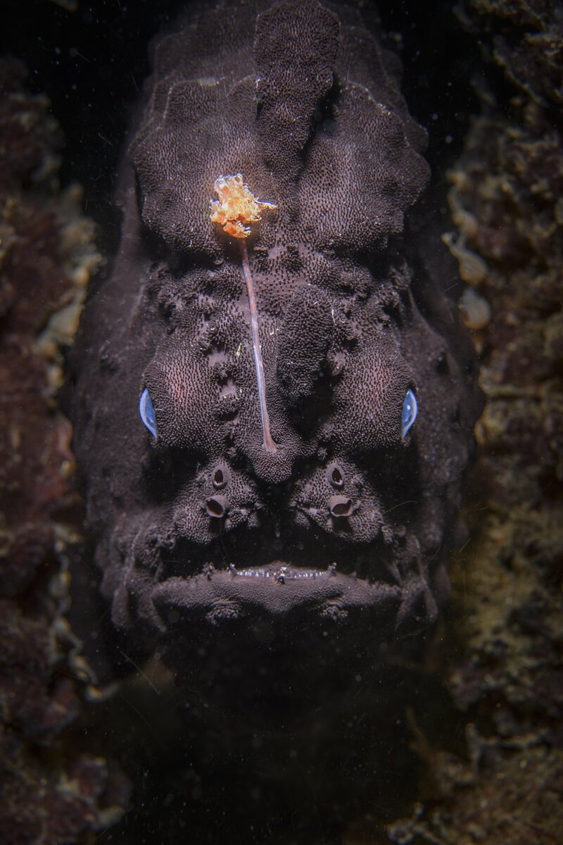    Nicolas Remy, worldnaturephotographyawards.com