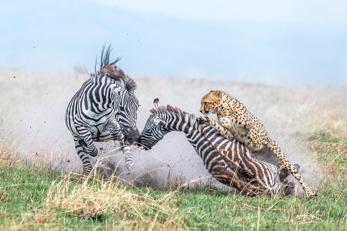   Alex Brackx, worldnaturephotographyawards.com