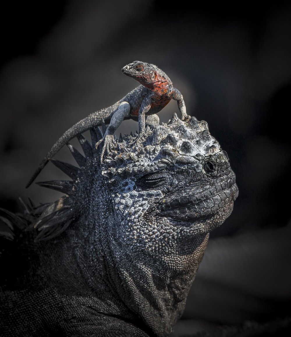    John Seager, worldnaturephotographyawards.com