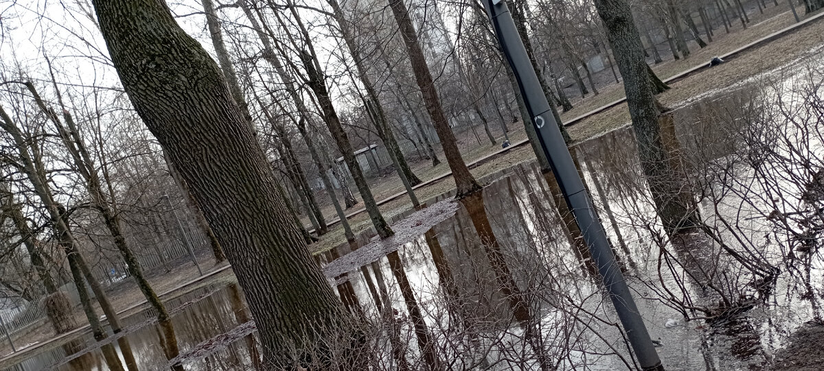 Парк Лианозово. 02.04.2024 г. Фото автора. 