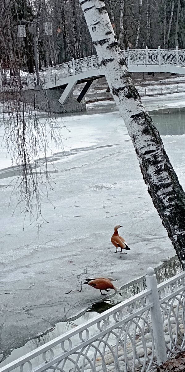Парк Лианозово. 02.04.2024 г. Фото автора.