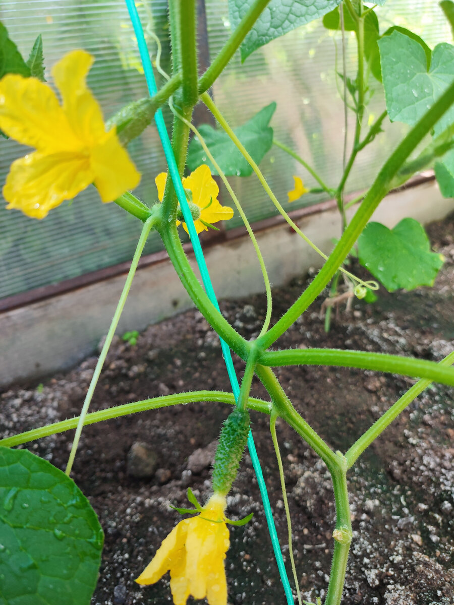 Свои подрастают .