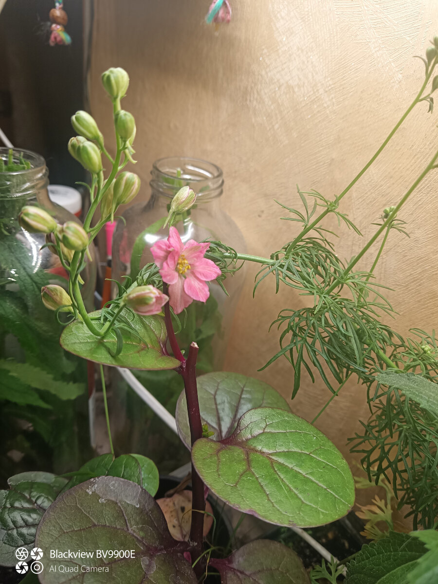 Дельфиниум. Устроился на базелле))