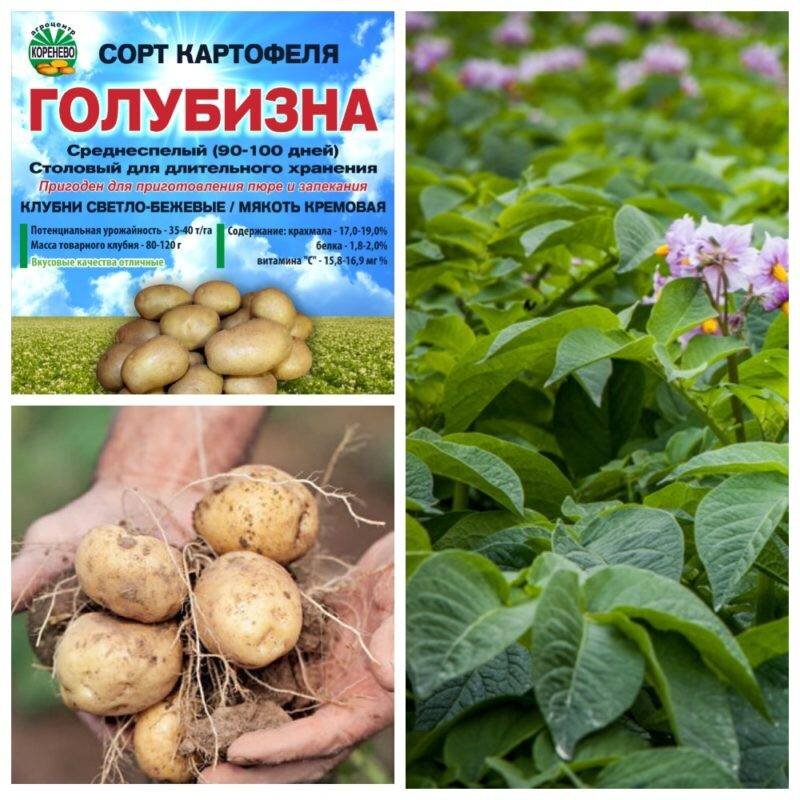 Картофель голубизна описание сорта фото отзывы садоводов