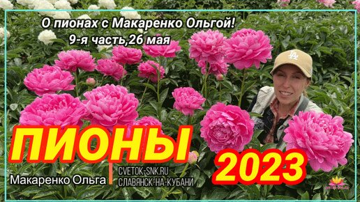 Цветение пионов 26 мая 2023 года / Сад Ворошиловой