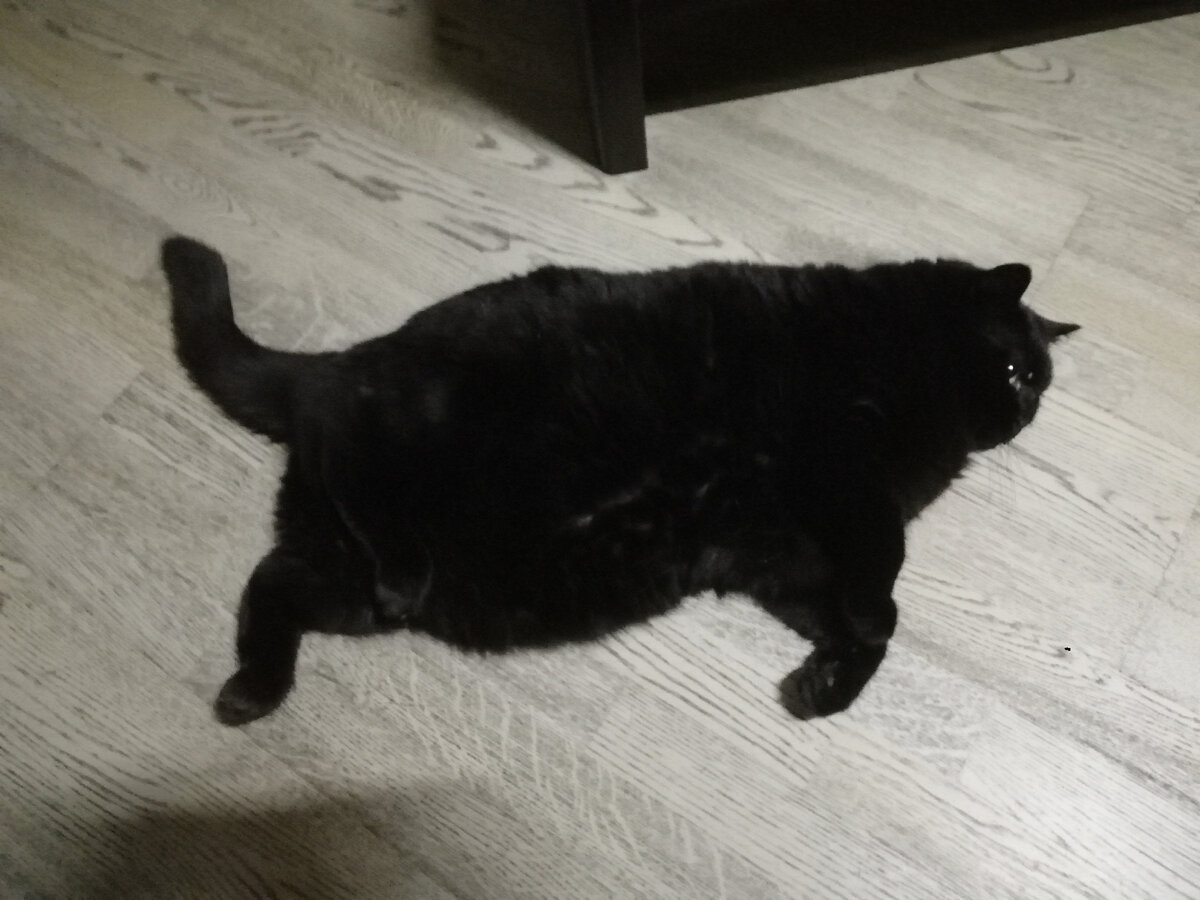 Мурзила. Моё любимое фото из серии "Ребрендинг "Ягуара".