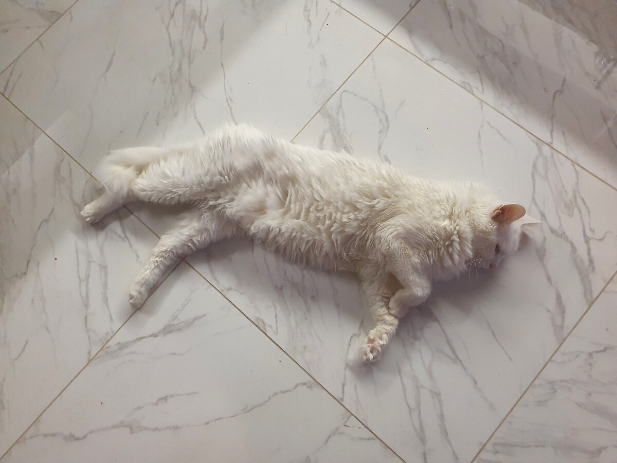 Пломбир. Ещё один вариант нового логотипа "Ягуара".