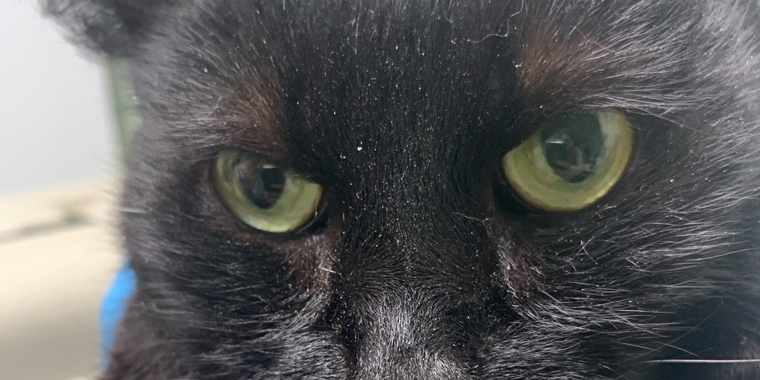 Кошечке с улицы нужна помощь.