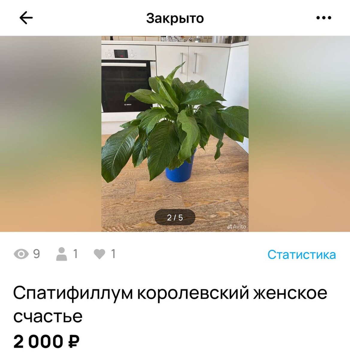 этот цветок я отсаживала и продавала 4 раза за одно лето
