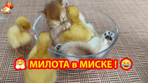 Милота в миске ❣️ Котенок и три Утенка наигрались и уснули 🥱 Мама Кошка исхудала в заботах 😂