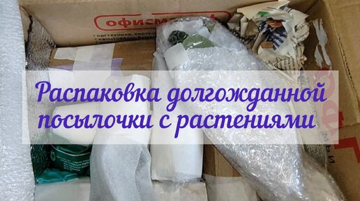 Распаковка долгожданной посылочки с растениями от Елены (канал Цветочно огородные дела)