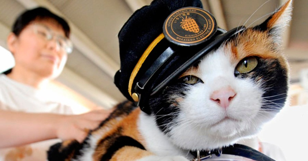 Знаменитая кошечка Тама