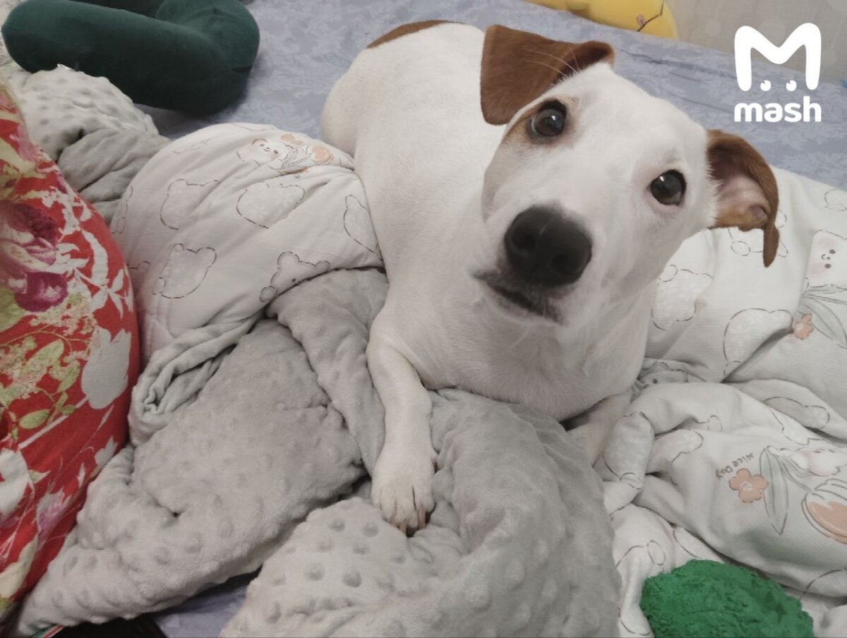 Автор: https://s00.yaplakal.com/pics/pics_original/0/1/4/18979410.jpg