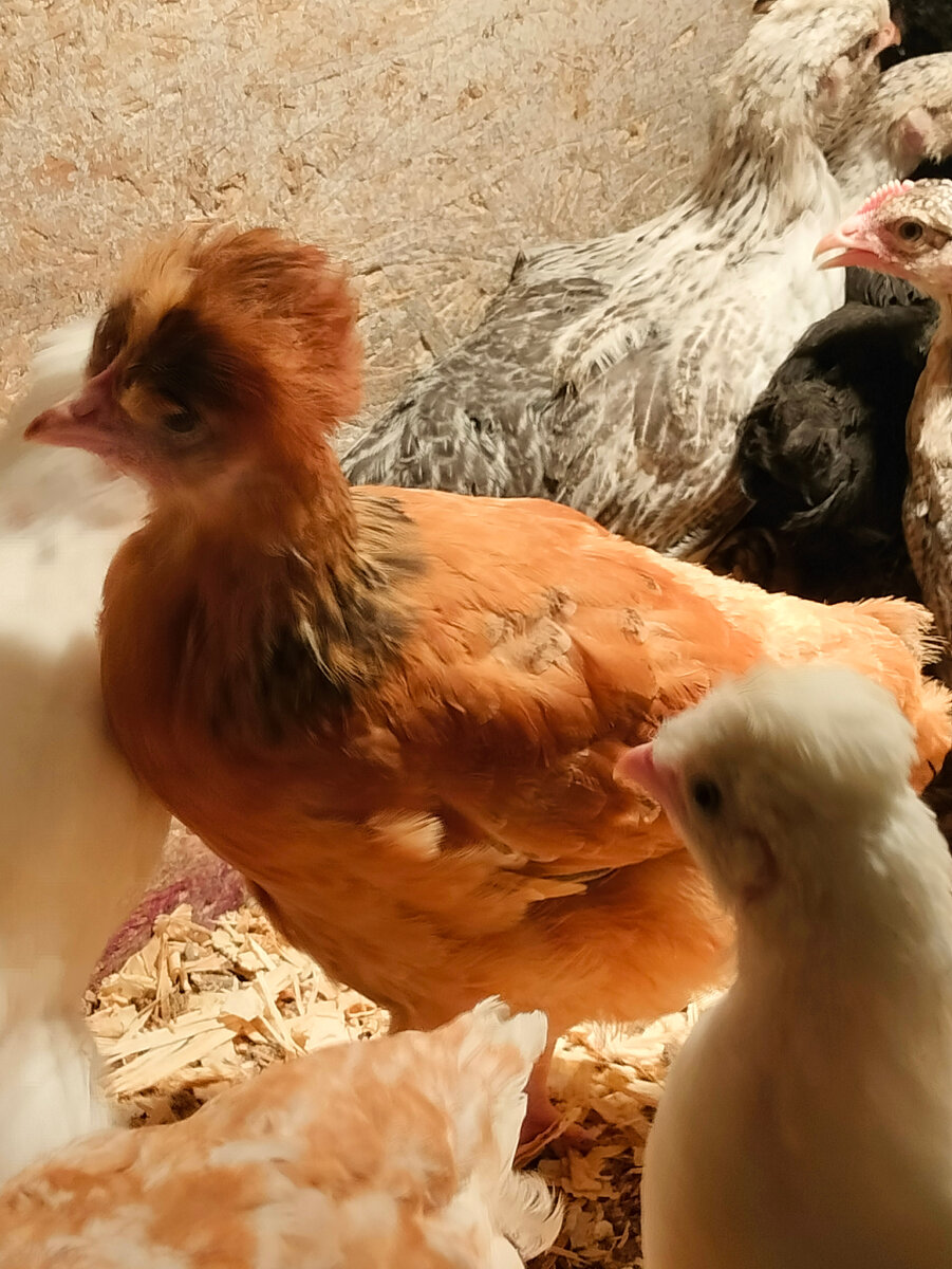 Вы только посмотрите на неё. Ну разве есть хоть маленькая возможность не влюбиться? 