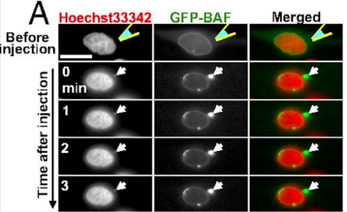     Накопление BAF и сборка мембраны вокруг кольцевой ДНК. Большое пятно — ядро, маленькое — плазмида, окрашивающаяся зеленым Kobayashi S. et al./ Proceedings of the National Academy of Sciences, 2015