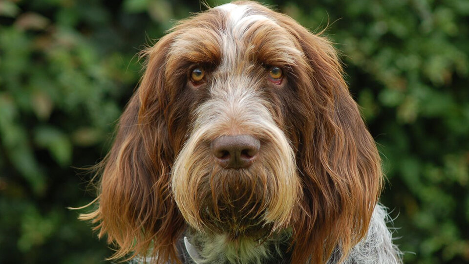 Спиноне – довольно крупная охотничья собака, ростом немного выше, чем достаточно для того, чтобы называться «средней». Фото pinimg.com