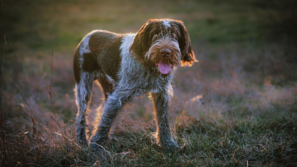 От выведенных в горах собак требовалась не быстрота, а выносливость. Фото Andreas/Pexels
