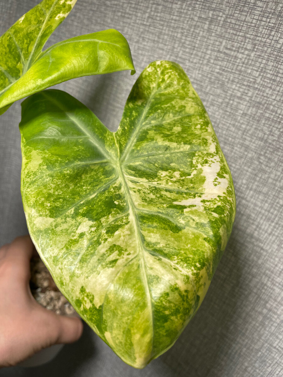 Алоказии Пинк дракон Ауера 