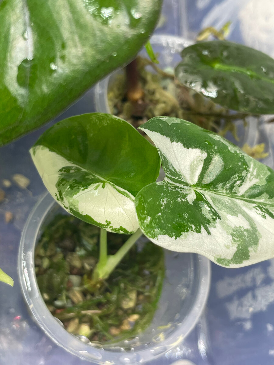 Детка алаказия фрайдек вариегата, выращеная из клубня 