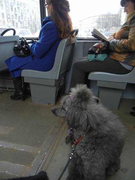 Собака и жизнь. / Фото из собственного архива.