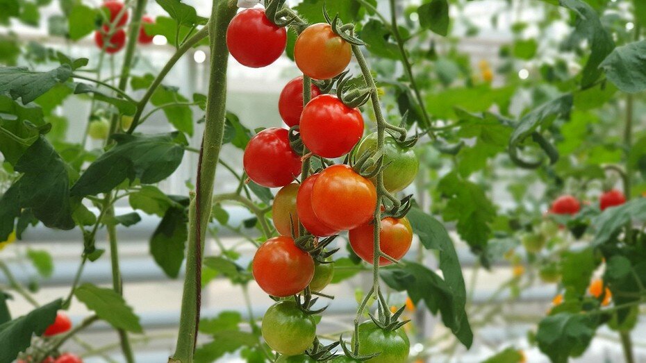 Благоприятные дни для посева семян. Лунный календарь посева на 2022 год. Когда сеять помидоры на рассаду по лунному календарю. Лунный уалендарьпосева рассады. Таблица сроков посадки перца на рассаду.