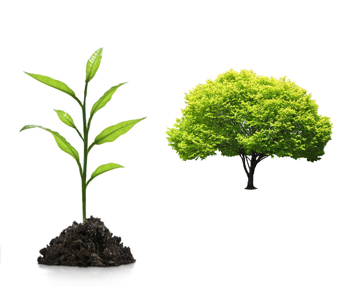 Из маленького саженца вырастет красивое дерево
