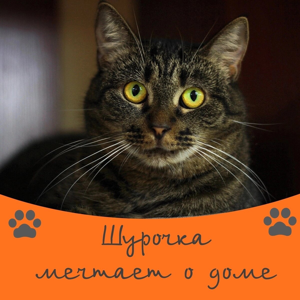 Кошка Шурочка мечтает о доме 🐈🐾 | Приют 