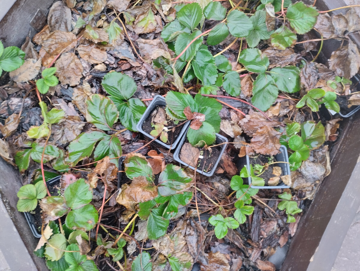 Вот в таком виде вышла моя земляника из зимовки.