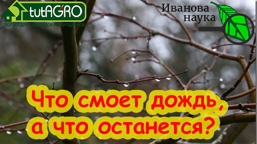 ВЕСЕННЯЯ ОБРАБОТКА САДА и РОЗ: все обработали, но... пошел дождь. Что делать? Есть нюансы.