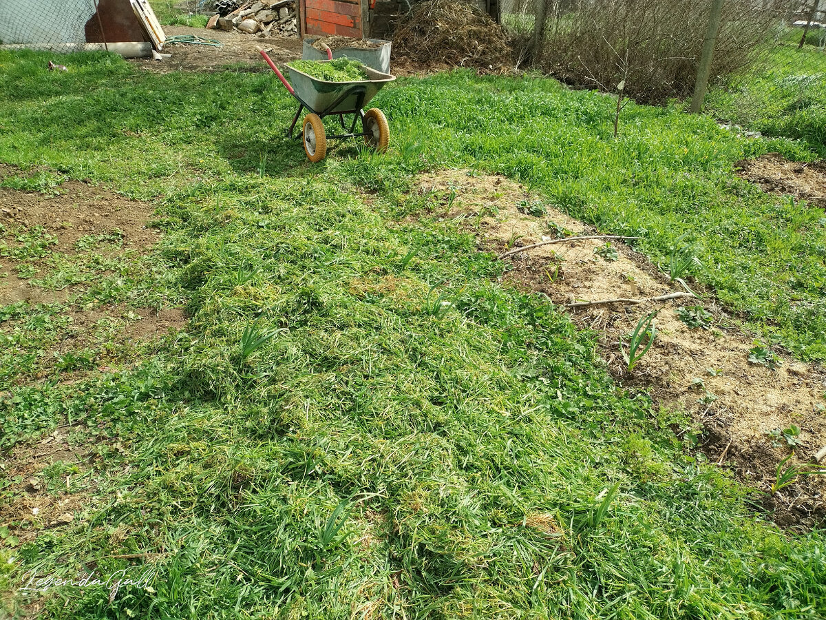 Одна грядка готова, новую тачку травы для второй приготовила