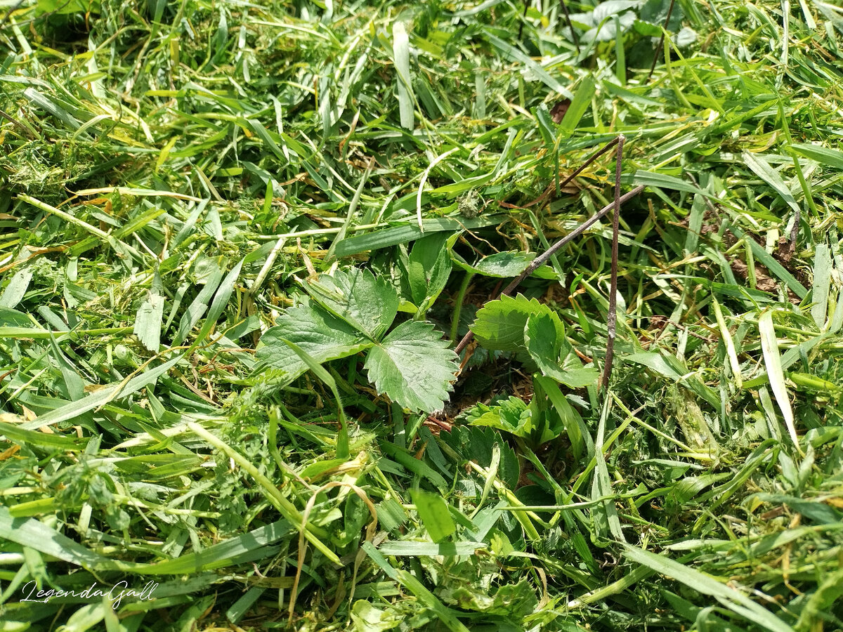 Клубничка на зеленом фоне